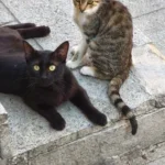 Ufuk Korkut ürün değerlendirmesi