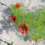 Müşteri yorum fotoğrafı
