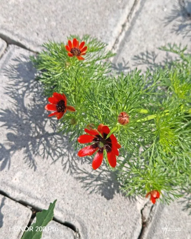 Müşteri paylaşımı