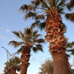 Müşteri yorum fotoğrafı