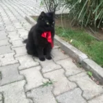 Müşteri yorum fotoğrafı