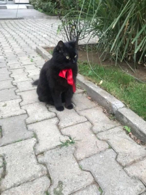 Müşteri paylaşımı