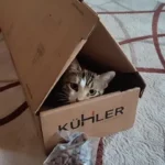 Müşteri yorum fotoğrafı