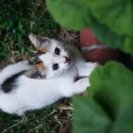Orhan Türk ürün değerlendirmesi